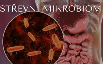 STŘEVNÍ MIKROBIOM | Střevo jako druhý mozek